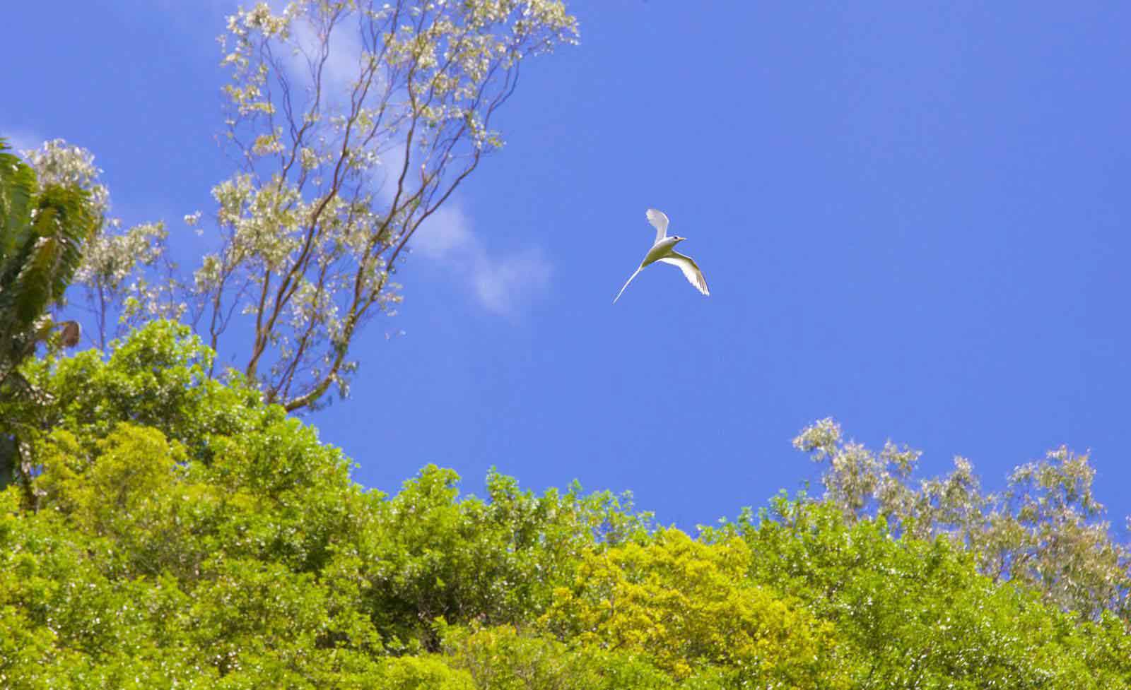 indian ocean flora and funna